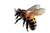 नेशनल रिपब्लिक नेपाल